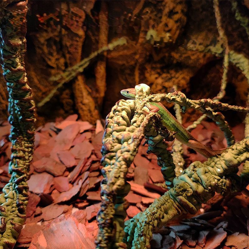 Artificial Vine Reptile Dreeding Box Oranment